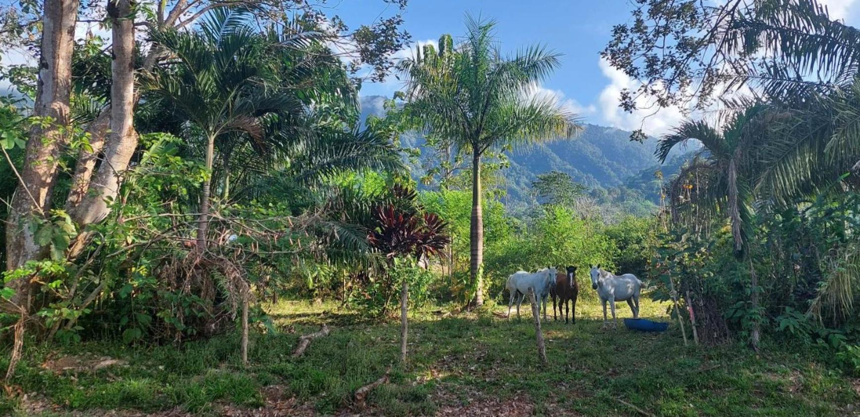Las Brisas Del Sur オホチャル エクステリア 写真